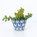 Ceramic Succulent Planter - CEMCUI