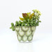 Ceramic Succulent Planter - CEMCUI